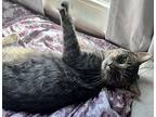 Benjamin Domestic Shorthair Young Male