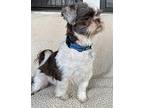 Jett Shih Tzu Adult Male