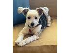 Izzy Yorkie, Yorkshire Terrier Senior Female