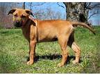 PUPPY OTTO Labrador Retriever Puppy Male
