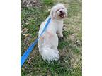 Ryker Bichon Frise Adult Male