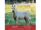 Super Cute Quarter Horse Colt!