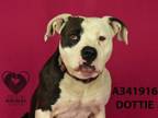 Adopt DOTTIE a Pit Bull Terrier