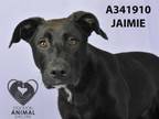 Adopt JAMIE a Labrador Retriever