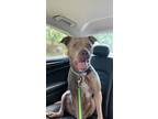 Adopt Manatee a Staffordshire Bull Terrier, Mixed Breed