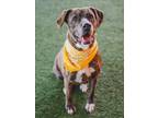 Adopt PRINCESS a Plott Hound, Mixed Breed