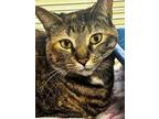 Adopt Curie a Domestic Short Hair