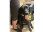 Adopt Fanya a Labrador Retriever, Flat-Coated Retriever