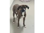 Adopt Addie a Plott Hound, Mixed Breed