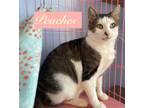 Adopt Peaches a Domestic Short Hair