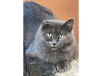 Adopt Cleopatra a Domestic Long Hair