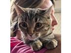 Adopt Riley a Tabby, Domestic Short Hair