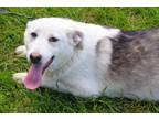 Adopt Samantha-7mths Spay Contract Requ. $175 a Husky, German Shepherd Dog