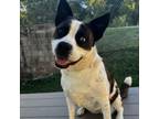 Adopt Ruby a Pit Bull Terrier, Husky