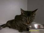 Adopt Sammi a Domestic Short Hair