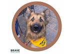 Curtis German Shepherd Dog Senior Male