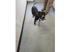 Marvin American Pit Bull Terrier Adult Male