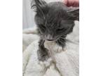 Alice Domestic Longhair Kitten Female