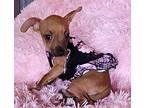 Heidi2 Chiweenie Puppy Female