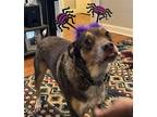 Ace LOWER FEE! IN PA Australian Shepherd Adult Male