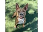 Matilda American Pit Bull Terrier Adult Female