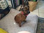 Moose Dachshund Adult Male