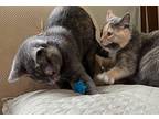Lucy and Ethel Domestic Mediumhair Kitten Female