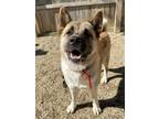 Honey Bee Akita Adult Female