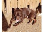 RUSSELL Chihuahua Adult Male