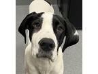 Verna Lee Great Dane Puppy Female