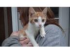 Pumpkin Spice Domestic Shorthair Kitten Male