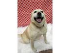 Buffy - IN FOSTER Retriever (Unknown Type) Adult Female
