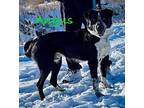 Angus Border Collie Young Male