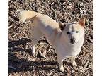 Ivory Shiba Inu Adult Female