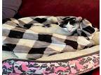 Shelby Domestic Shorthair Kitten Male