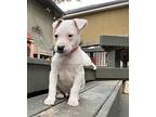 Corio Puppy Male