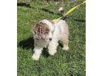 Keegan Cavapoo Puppy Female