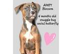 Blossom American Pit Bull Terrier Puppy Female