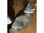 Pua Domestic Shorthair Kitten Male