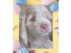 Powder Cocker Spaniel Puppy Female