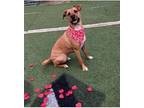 Phoebe Boxer Adult Female