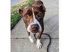 Flora American Staffordshire Terrier Senior Female