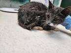 Renesmee Domestic Shorthair Kitten Female