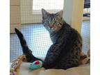 Gin Domestic Shorthair Kitten Male