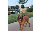 Boone Bloodhound Adult Male