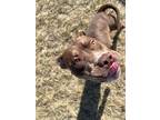 Zee American Pit Bull Terrier Adult Female