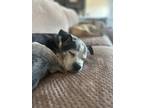 Benny Boston Terrier Adult Male