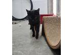 Macavity Domestic Shorthair Senior Male