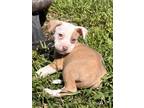 Amor Mixed Breed (Large) Puppy Male