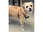 Champion* Cairn Terrier Young Male